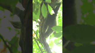 What do lesser anteaters eat learn anteaters wildlife costarica education [upl. by Acinorej664]