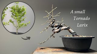 A small Larix decidua Bonsai  development in one year [upl. by Ellierim]