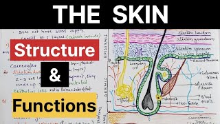 Skin in Hindi l Integumentary System l Anatomy l Structure l Layers lFunctions [upl. by Stefanac]