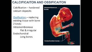 Intramembranous Ossification 24 [upl. by Irrahs]