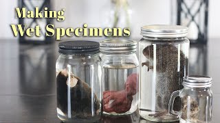 Making Wet Specimens [upl. by Naicad]