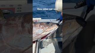 BIGEYE TUNA HITTING THE DECK fishing fish tuna tunafish commercialfishing seafood outdoors [upl. by Chabot]