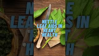 🌿😊 Nettle Leaf Stinging Your Way To Better Health [upl. by Enelrak]