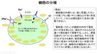 細胞の分極と静止電位（静止膜電位） [upl. by Dnomayd241]