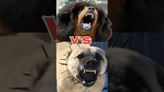 Tibetan mastiff vs kangal dog vs alabai vs rottweiler please subscribe 🥺 [upl. by Ardekal349]