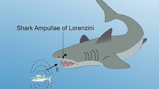 INTERVIEW EXTRA Ampullae of Lorenzini [upl. by Asined]