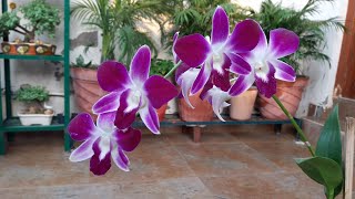 How to Care for Orchid Plant  Orchid Flower  Fun Gardening  31 Oct 2017 [upl. by Aloisia]