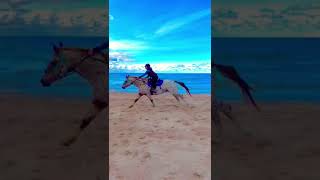 Appaloosa Horse Gallops on the Beach [upl. by Phira]