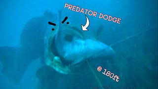 PREDATOR DODGE at 180ft [upl. by Intirb]