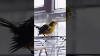 Preening Autumn 🙂 cuteanimals asmr preening canary birds sounds [upl. by Hamehseer]