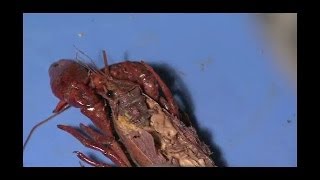 Detailed Crayfish Dissection Part II Jr High High School and College Review [upl. by Buskirk]