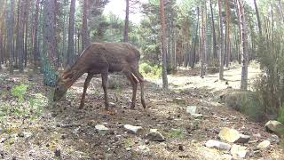 Joven cierva Cervus elaphus rastrea mientras busca alimento en medio del bosque 9395 [upl. by Audly]