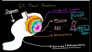 Anatomy of the Gastrointestinal Tract [upl. by Amerd]