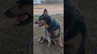 As Boiadeiras na pracinha ZabaampBella Blue Heeler Boiadeiro Australiano ðŸ‚ðŸ‡¦ðŸ‡º blueheeler cachorro [upl. by Tavish]