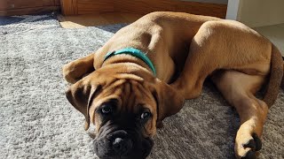 Bullmastiff  10 week old bullmastiff plays with kids [upl. by Jake749]