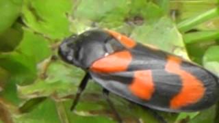 Red and Black Froghopper Cercopis Vulnerata La Croix Tasset Cotes dArmor Brittany France [upl. by Elison]