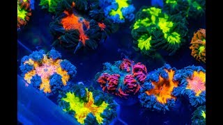 The sickest ultra rainbow rock flower anemones ever [upl. by Kcirednek309]