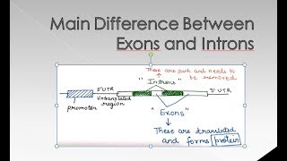 Difference Between Introns and Exons  For BSc and MSc  ALL ABOUT BIOLOGY [upl. by Aehr]