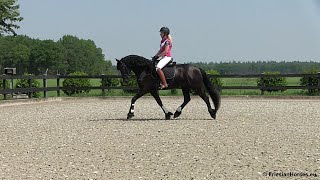 Friesian Dressage Horse training with the gorgeous gelding Evert  FriesianHorseseu [upl. by Neelhtak397]