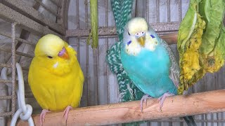 25 Hr Happy Parakeets Eating Singing Playing Budgies Chirping Reduce Stress of lonely Bird Videos [upl. by Enohsal472]