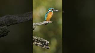 Eisvogel  Kingfisher 🧡💙🤍 eisvogel kingfisher [upl. by Akehsay523]