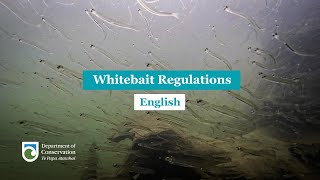 Regulations for whitebaiting [upl. by Laktasic]