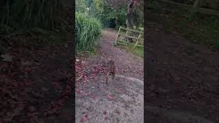 The Most famous patterdale terrier on YouTube destroys rat with speed and skill [upl. by Ecadnac]