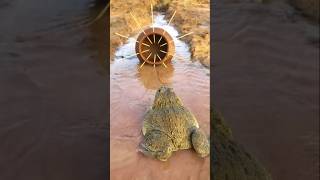 Survival Skills Simple and Useful with Clay Frog Trap survival bushcraftcampingshorts [upl. by Reivazx]