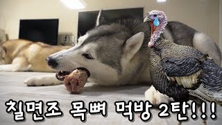 시베리안 허스키들의 칠면조 목뼈 먹방 2탄 Siberian husky eating Raw Turkey neck 2 [upl. by Einnad]