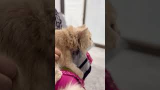 Male cat neutered surgery youtubeshorts viral foryou youtube cats [upl. by Hardner266]