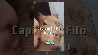 Capivara Filó capivara capivarafiló agenortupinambá influencer Agenor Tupinambá [upl. by Imaj513]