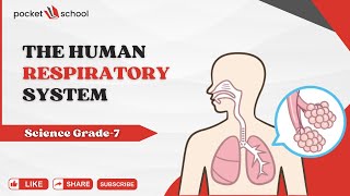 Understanding The Human Respiratory System  Grade 7 Science [upl. by Lymn]