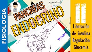 FISIOLOGÍA PANCREAS ENDOCRINO Insulina Regulación de la glucemia antidiabeticosFisioEndocrino2 [upl. by Primalia]