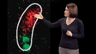 Christine JacobsWagner Yale HHMI 2 DNA segregation amp active intracellular transport in bacteria [upl. by Keligot511]