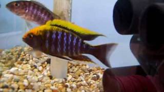 aulonocara maylandi breeding male [upl. by Ayanaj]