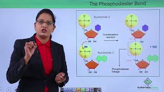 Class10th – Polymerization of Nucleotides  Biomolecules  Nucleic Acid  Tutorials Point [upl. by Vassily]