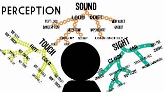 Sensation amp Perception Information Processing in the Brain [upl. by Man]