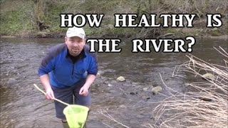 Kick Testing a River  Checking Ecosystem Health [upl. by Gamages]