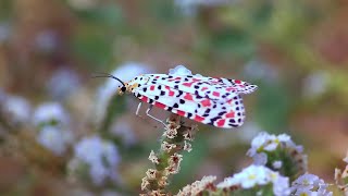 Crimson speckled flunkey Utetheisa pulchella [upl. by Carlynne]