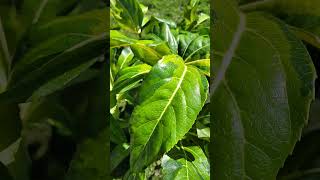 Fatsia camouflage a new addition in my garden [upl. by Ainsley151]