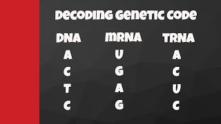 Decode from DNA to mRNA to tRNA to amino acids [upl. by Nafis169]