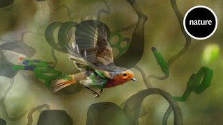 How quantum mechanics help birds find their way [upl. by Aisitel]