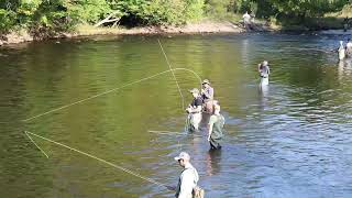 Salmon Run 2024  Salmon River NY  lower fly Area [upl. by Sillyhp]