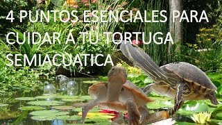 4 puntos esenciales para cuidar a tu tortuga semiacuática [upl. by Edwine]