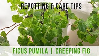 Ficus Pumila Creeping Fig Repotting and Indoor Care Tips [upl. by Idac]