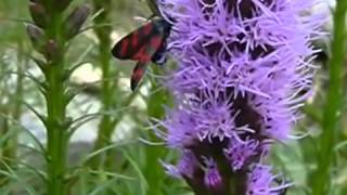 Liatris Spicata Blazing Star  BBM27621E10  BenihBungacom  Grosir amp Eceran [upl. by Yaya983]