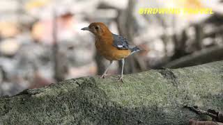 Orangeheaded Thrush [upl. by Epoillac]