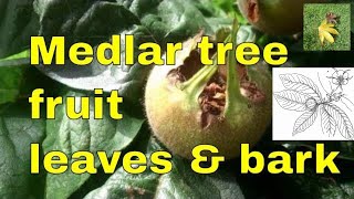 Tree ID Medlar or common medlar – Mespilus germanica leaves bark and fruit identification uk [upl. by Aima2]