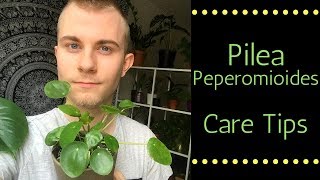 Pilea Peperomioides Care Tips [upl. by Ravilob]