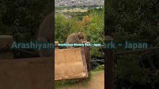 Arashiyama Monkey Park outside Kyoto Japan [upl. by Olzsal]